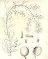 Tavola tratta da Donati (1750)